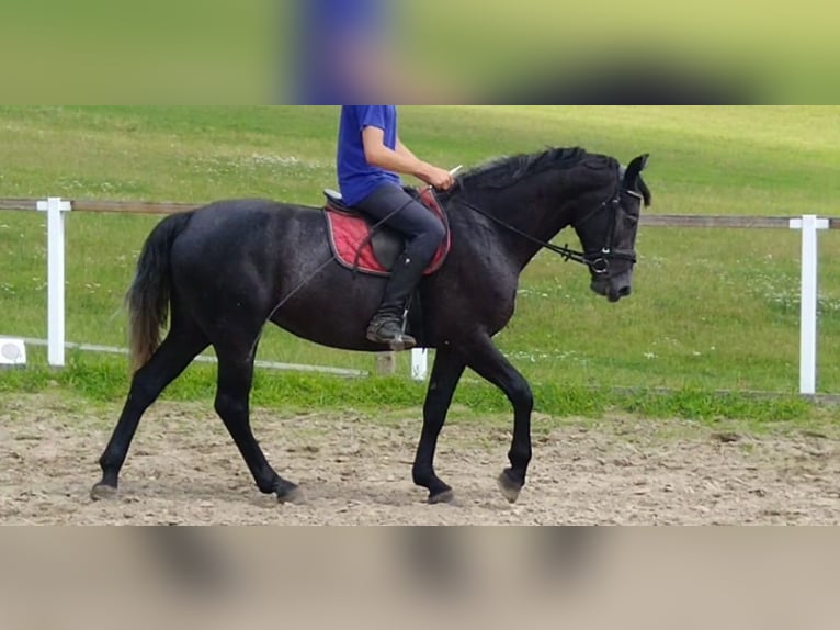 Schweres Warmblut Stute 4 Jahre 163 cm Rappschimmel in Kamenz