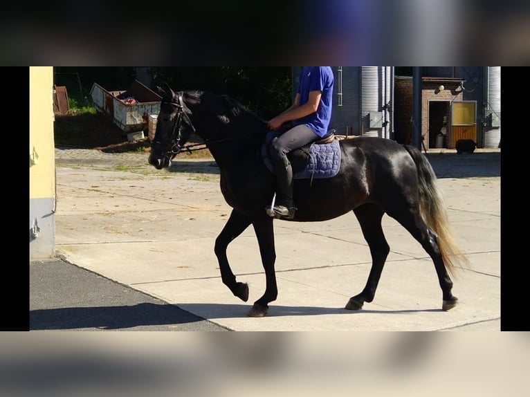Schweres Warmblut Stute 4 Jahre 163 cm Rappschimmel in Kamenz