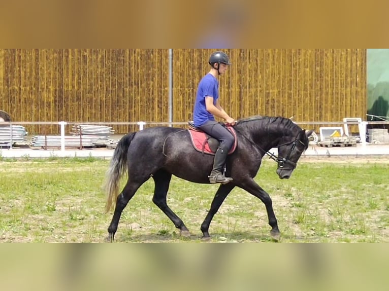 Schweres Warmblut Stute 4 Jahre 163 cm Rappschimmel in Kamenz