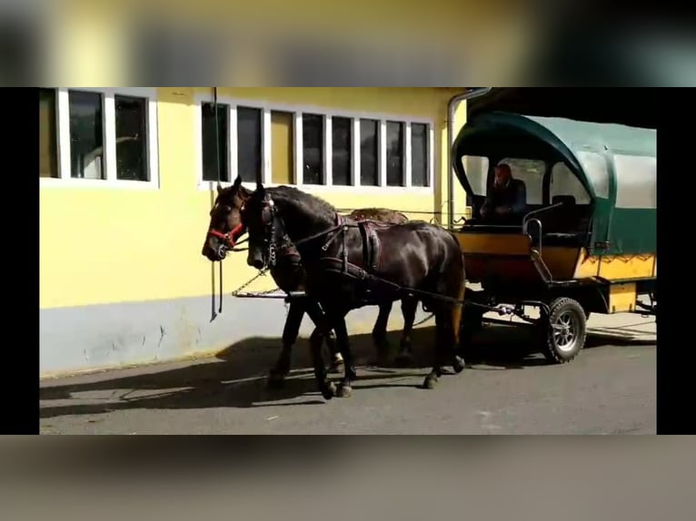 Schweres Warmblut Stute 4 Jahre 163 cm Rappschimmel in Kamenz