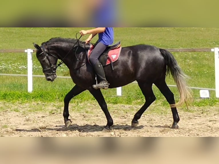 Schweres Warmblut Stute 4 Jahre 163 cm Rappschimmel in Kamenz