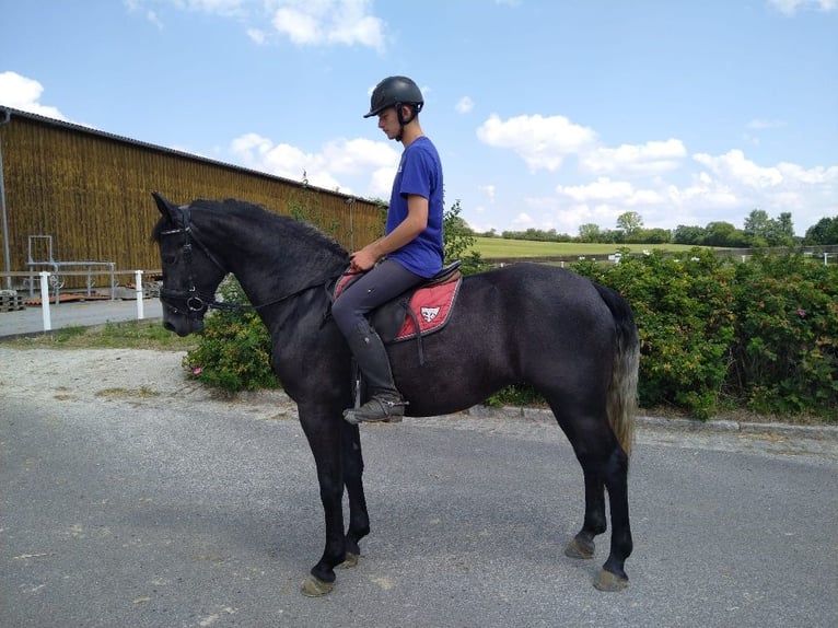 Schweres Warmblut Stute 4 Jahre 163 cm Rappschimmel in Kamenz