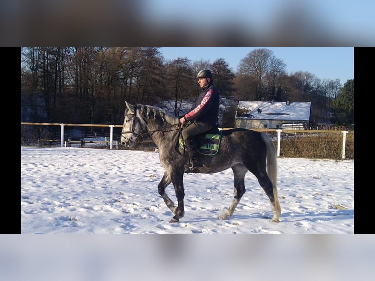 Schweres Warmblut Stute 4 Jahre 164 cm Schimmel in Kamenz