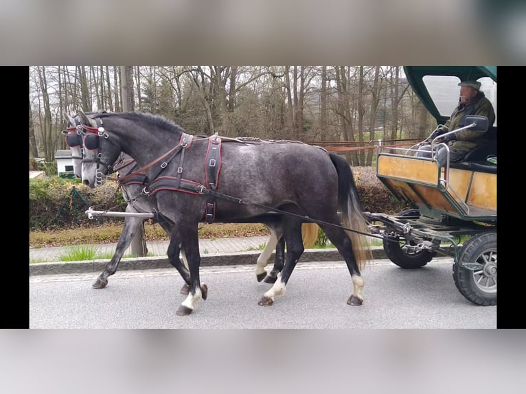 Schweres Warmblut Stute 4 Jahre 164 cm Schimmel in Kamenz