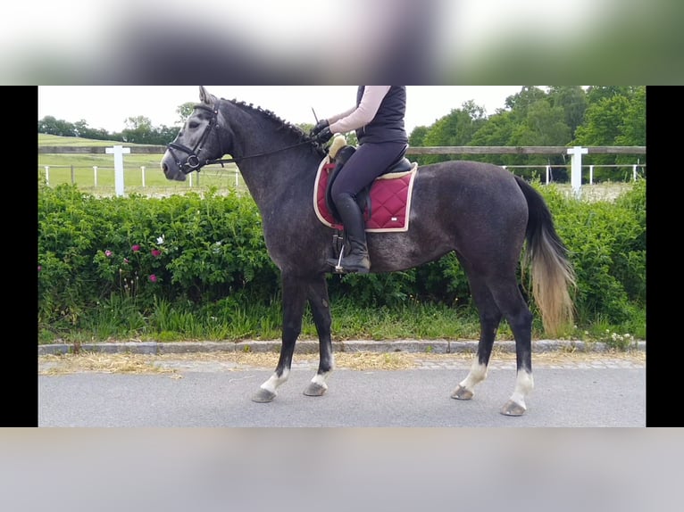 Schweres Warmblut Stute 4 Jahre 164 cm Schimmel in Kamenz