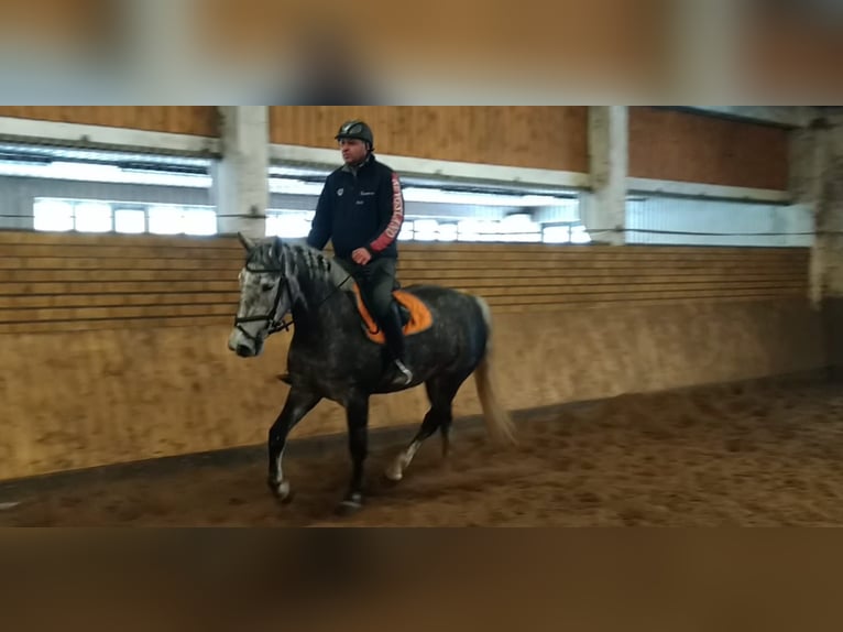 Schweres Warmblut Stute 4 Jahre 164 cm Schimmel in Kamenz