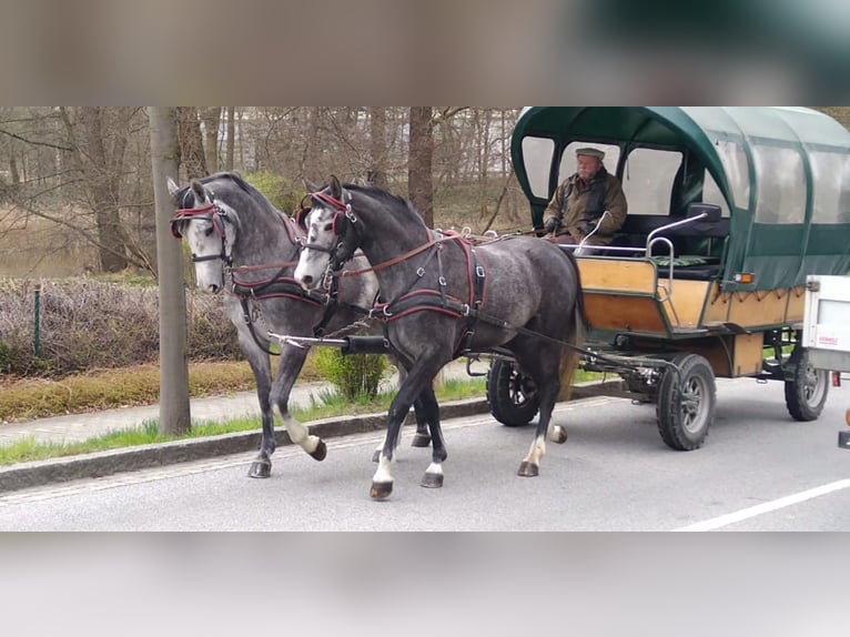 Schweres Warmblut Stute 4 Jahre 164 cm Schimmel in Kamenz