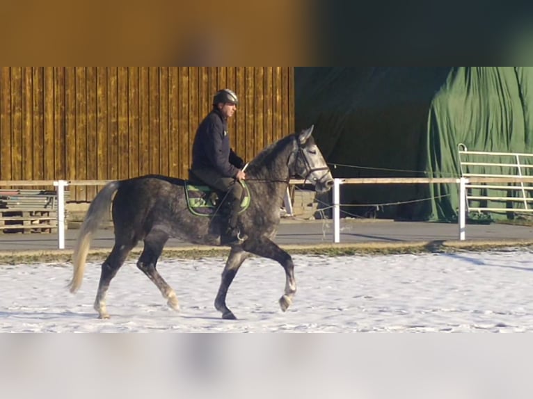 Schweres Warmblut Stute 4 Jahre 164 cm Schimmel in Kamenz