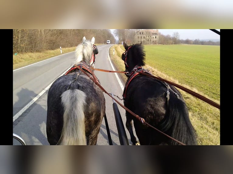 Schweres Warmblut Stute 4 Jahre 164 cm Schimmel in Kamenz