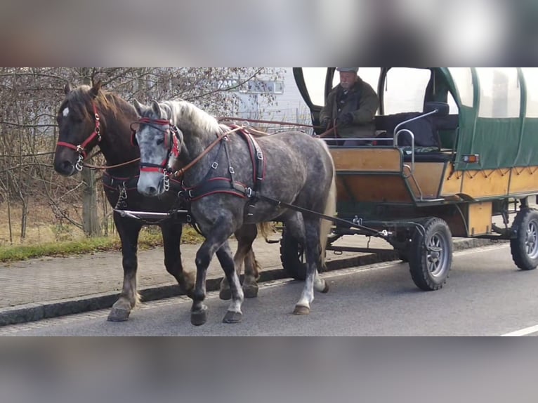 Schweres Warmblut Stute 4 Jahre 164 cm Schimmel in Kamenz