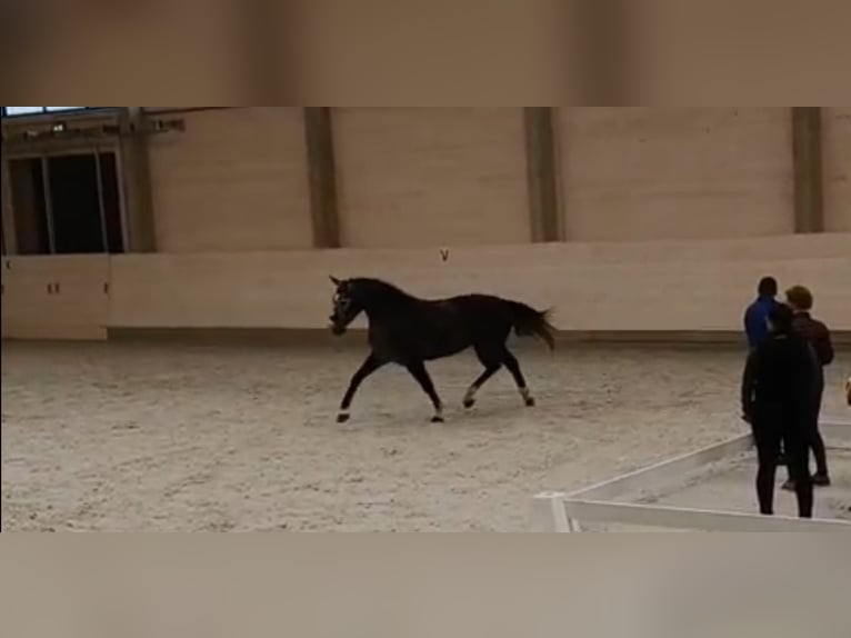 Schweres Warmblut Stute 4 Jahre 164 cm Schimmel in Kamenz