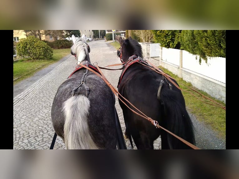 Schweres Warmblut Stute 4 Jahre 164 cm Schimmel in Kamenz