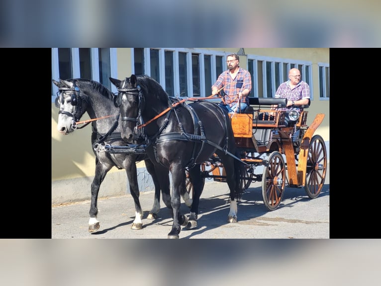 Schweres Warmblut Stute 4 Jahre 164 cm Schimmel in Kamenz