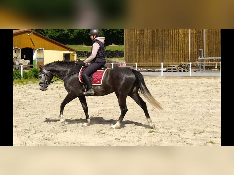 Schweres Warmblut Stute 4 Jahre 164 cm Schimmel in Kamenz