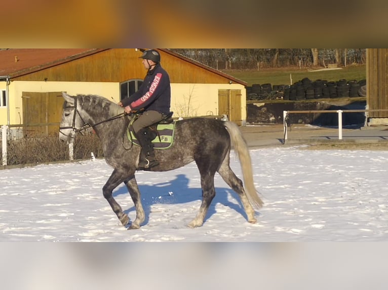 Schweres Warmblut Stute 4 Jahre 164 cm Schimmel in Kamenz