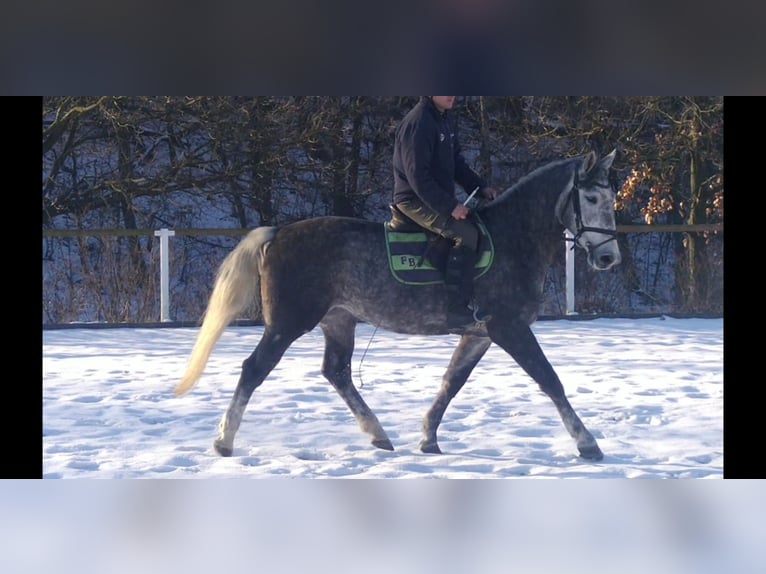 Schweres Warmblut Stute 4 Jahre 164 cm Schimmel in Kamenz