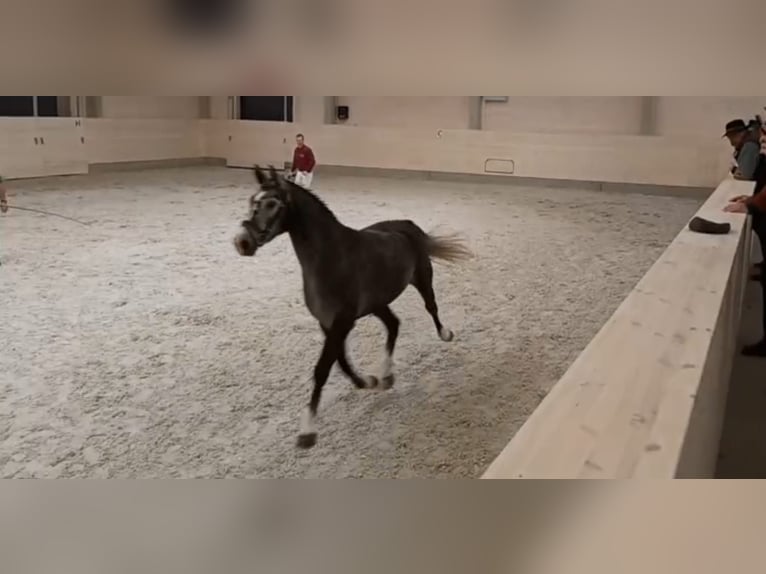 Schweres Warmblut Stute 4 Jahre 164 cm Schimmel in Kamenz