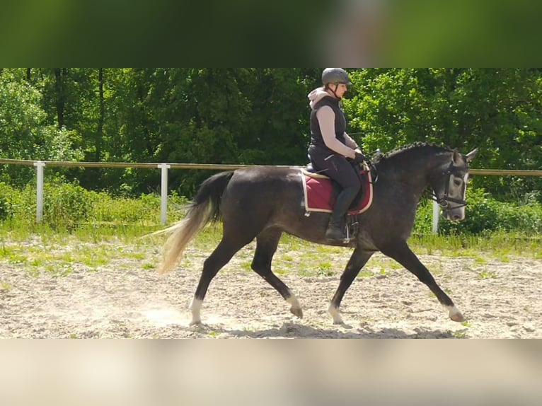 Schweres Warmblut Stute 4 Jahre 164 cm Schimmel in Kamenz