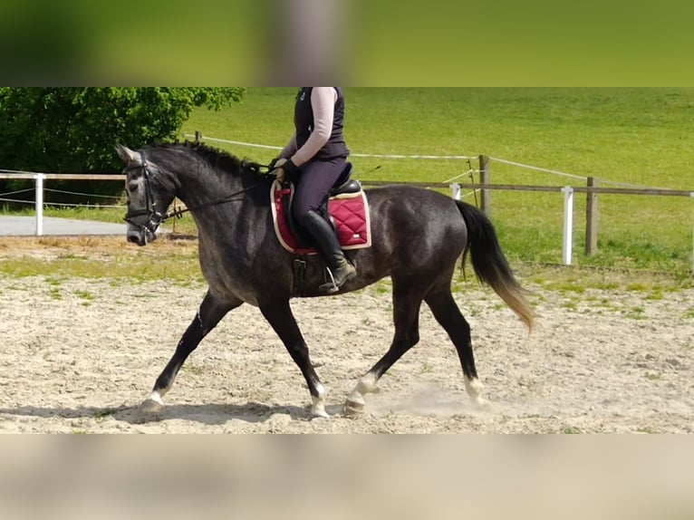 Schweres Warmblut Stute 4 Jahre 164 cm Schimmel in Kamenz
