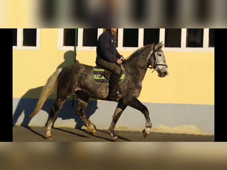 Schweres Warmblut Stute 4 Jahre 164 cm Schimmel in Kamenz