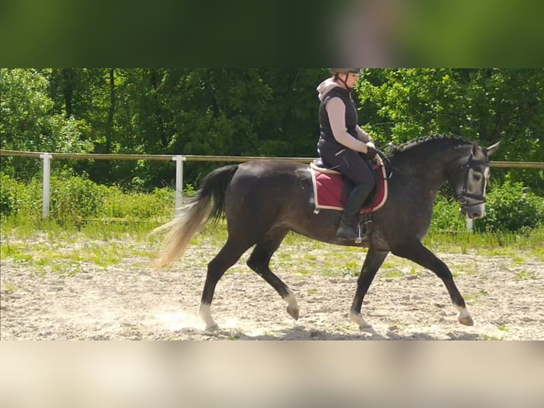 Schweres Warmblut Stute 4 Jahre 164 cm Schimmel in Kamenz