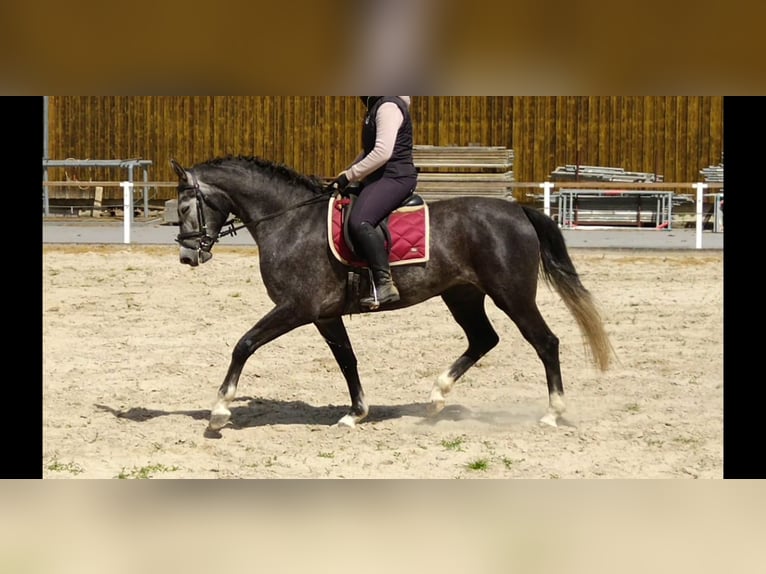 Schweres Warmblut Stute 4 Jahre 164 cm Schimmel in Kamenz