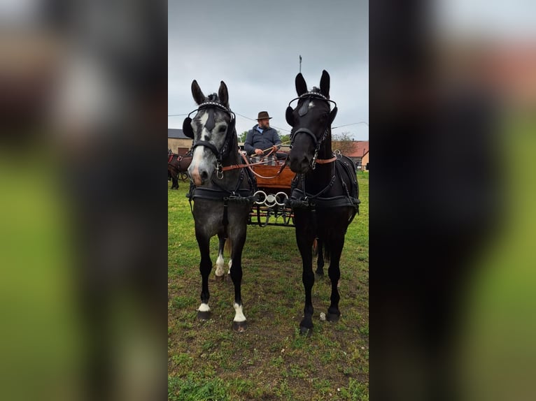Schweres Warmblut Stute 4 Jahre 164 cm Schimmel in Kamenz