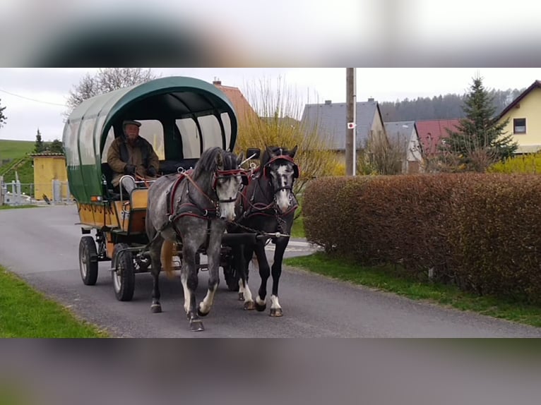 Schweres Warmblut Stute 4 Jahre 164 cm Schimmel in Kamenz