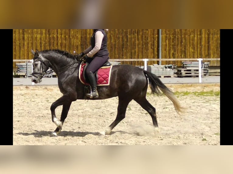 Schweres Warmblut Stute 4 Jahre 164 cm Schimmel in Kamenz