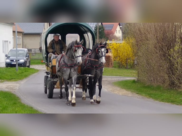 Schweres Warmblut Stute 4 Jahre 164 cm Schimmel in Kamenz