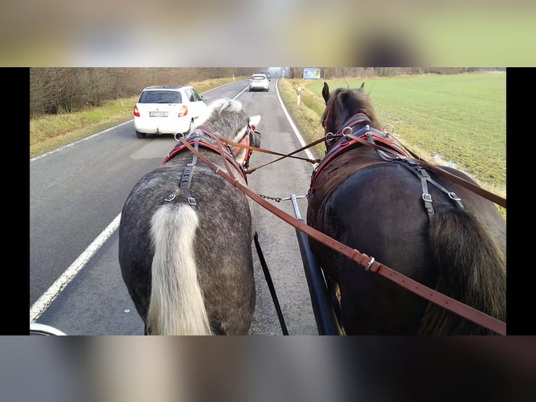 Schweres Warmblut Stute 4 Jahre 164 cm Schimmel in Kamenz