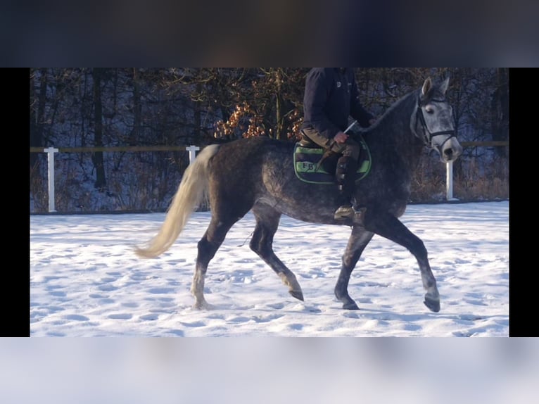 Schweres Warmblut Stute 4 Jahre 164 cm Schimmel in Kamenz