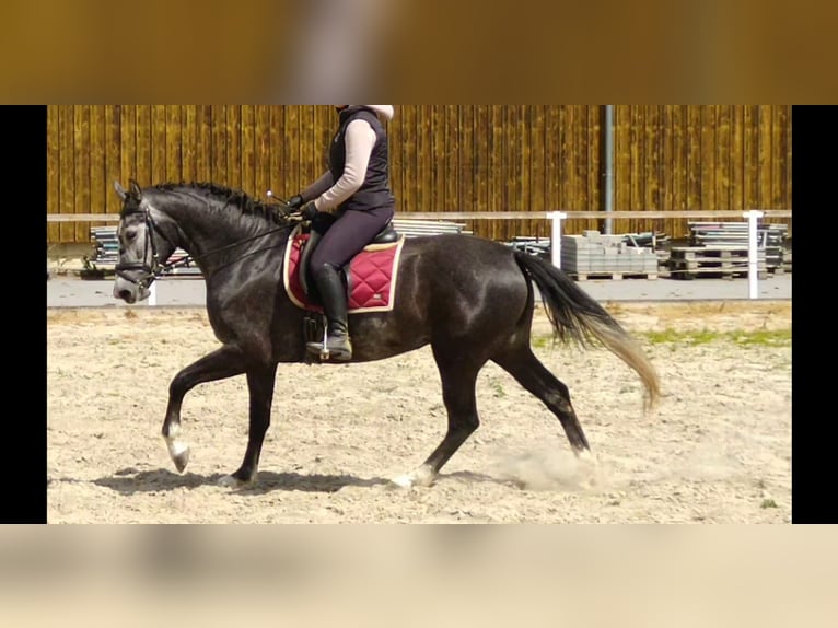 Schweres Warmblut Stute 4 Jahre 164 cm Schimmel in Kamenz