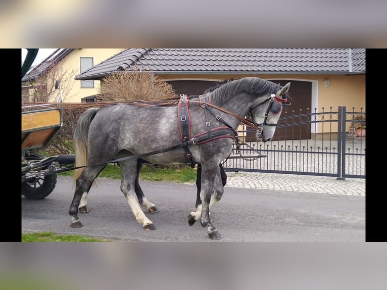 Schweres Warmblut Stute 4 Jahre 164 cm Schimmel in Kamenz