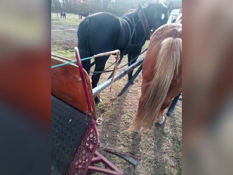 Schweres Warmblut Stute 4 Jahre 165 cm  in Lutherstadt Wittenberg