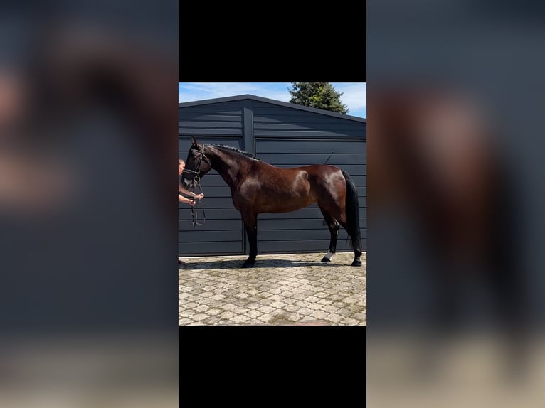 Schweres Warmblut Stute 4 Jahre 165 cm Rappe in Leer (Ostfriesland)Leer