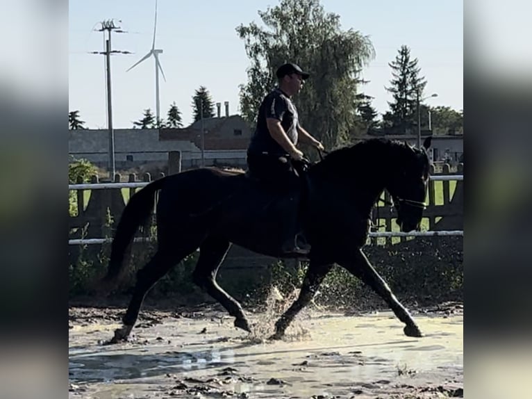 Schweres Warmblut Stute 4 Jahre 165 cm Rappe in Leer (Ostfriesland)Leer