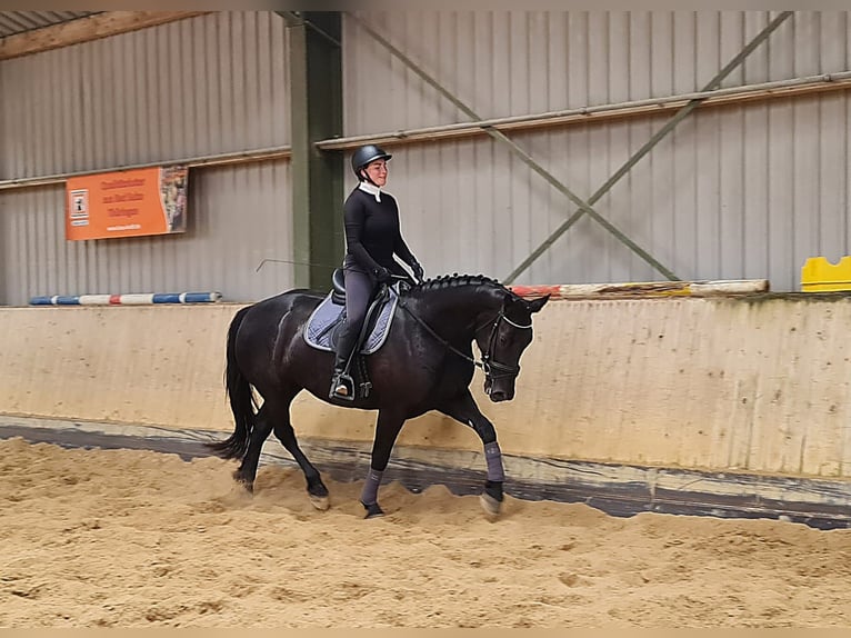 Schweres Warmblut Stute 4 Jahre 165 cm Rappe in Hermsdorf