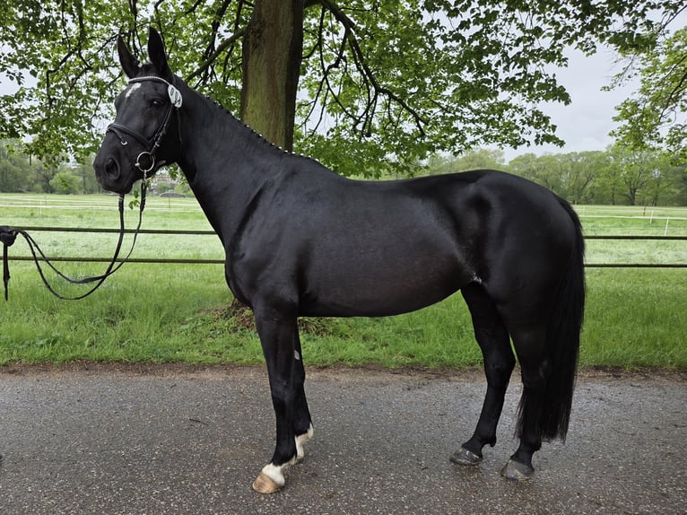 Schweres Warmblut Stute 4 Jahre 165 cm Rappe in Zerbst