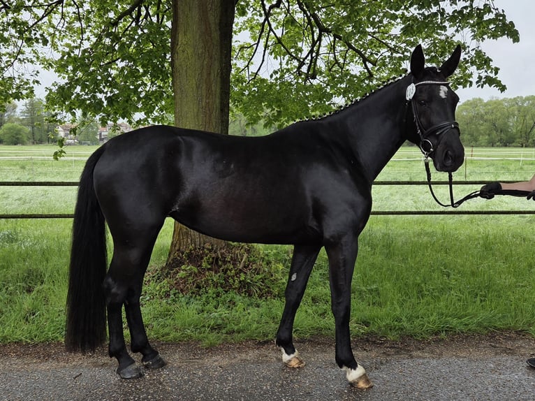 Schweres Warmblut Stute 4 Jahre 165 cm Rappe in Zerbst