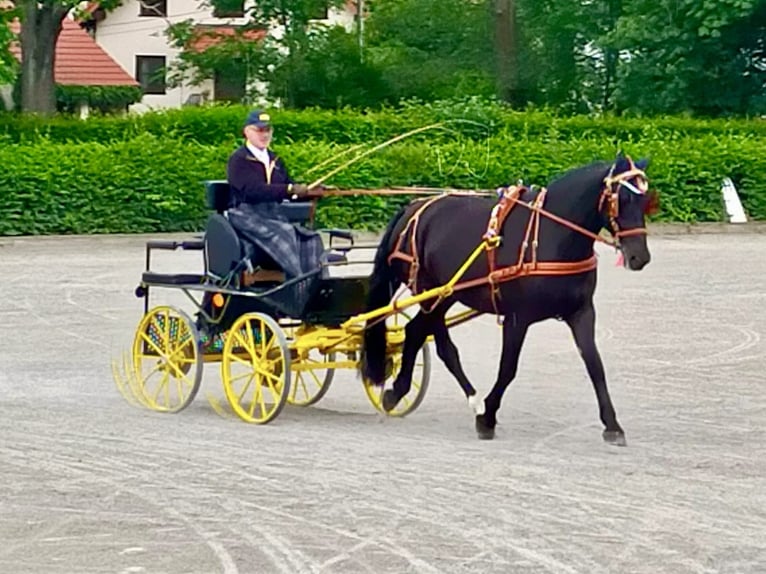 Schweres Warmblut Stute 4 Jahre 168 cm Rappe in Fraureuth