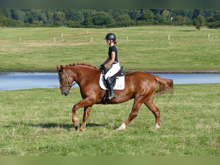 Schweres Warmblut Stute 5 Jahre 162 cm Fuchs in Ganschow