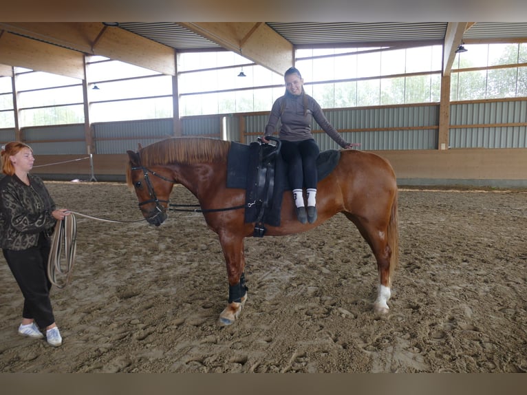 Schweres Warmblut Stute 5 Jahre 162 cm Fuchs in Ganschow