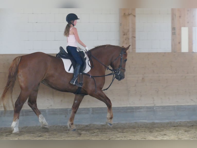 Schweres Warmblut Stute 5 Jahre 162 cm Fuchs in Ganschow