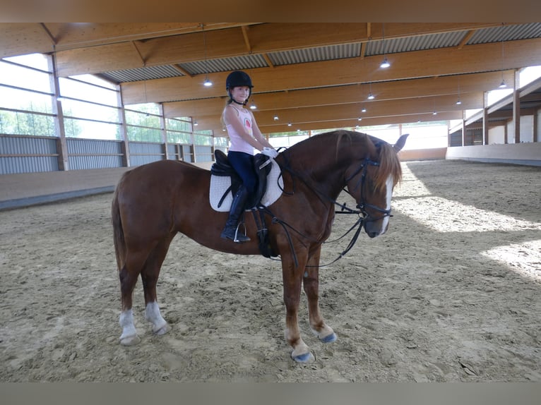 Schweres Warmblut Stute 5 Jahre 162 cm Fuchs in Ganschow