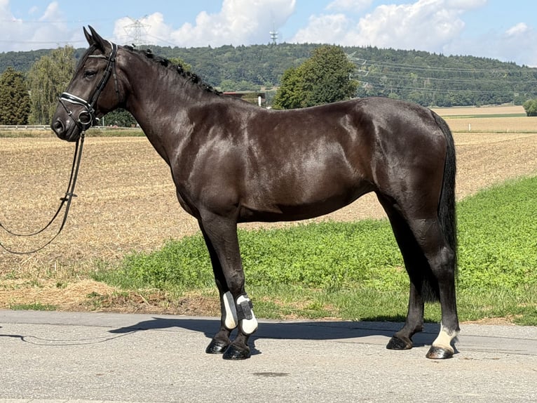 Schweres Warmblut Stute 5 Jahre 162 cm Rappe in Riedlingen