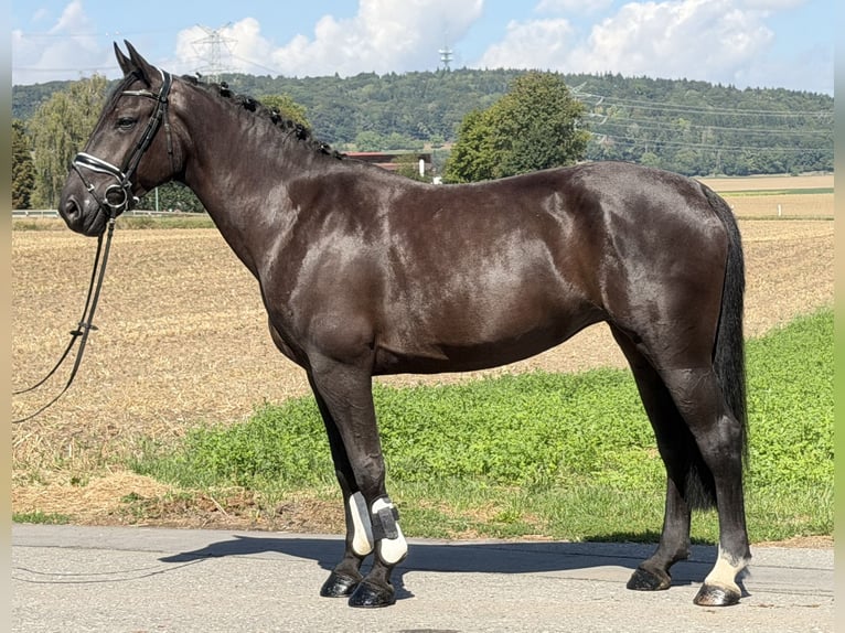 Schweres Warmblut Stute 5 Jahre 162 cm Rappe in Riedlingen