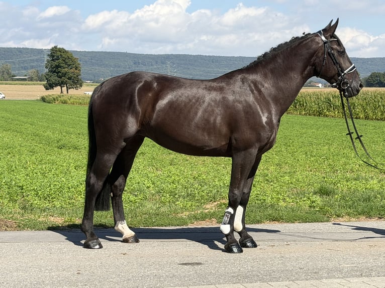 Schweres Warmblut Stute 5 Jahre 162 cm Rappe in Riedlingen