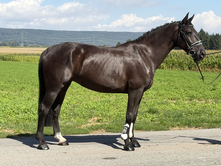 Schweres Warmblut Stute 5 Jahre 162 cm Rappe in Riedlingen