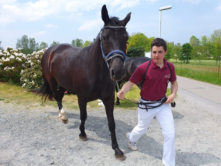 Schweres Warmblut Stute 5 Jahre 163 cm Rappe in Chemnitz, Sachsen